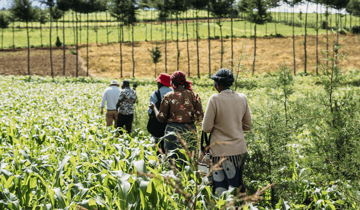 From Validation To Transformation: DGB’s Kenya Reforestation Project ...